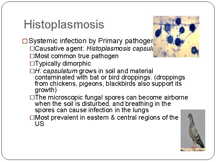 Histoplasmosis � Systemic infection by Primary pathogen �Causative agent: Histoplasmosis capsulatum �Most common true