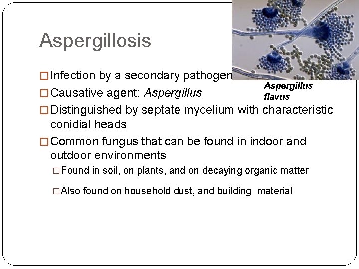 Aspergillosis � Infection by a secondary pathogen � Causative agent: Aspergillus flavus � Distinguished