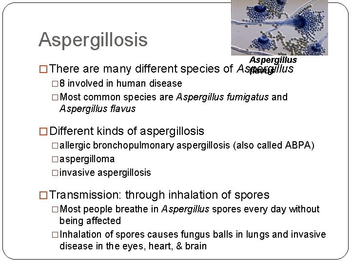 Aspergillosis Aspergillus � There are many different species of Aspergillus flavus � 8 involved