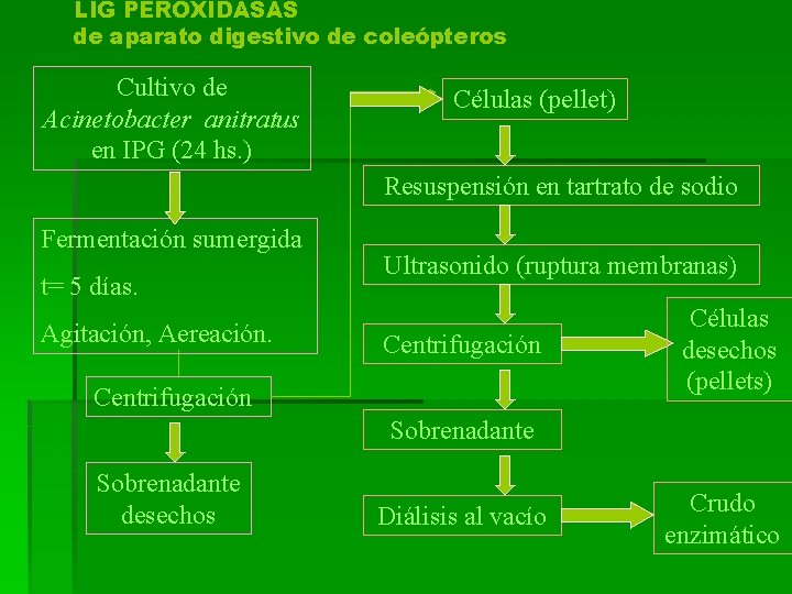LIG PEROXIDASAS de aparato digestivo de coleópteros Cultivo de Acinetobacter anitratus en IPG (24