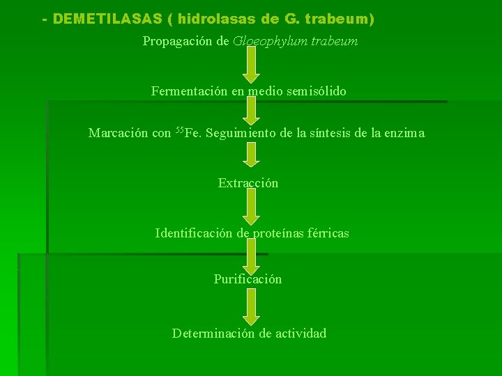 - DEMETILASAS ( hidrolasas de G. trabeum) Propagación de Gloeophylum trabeum Fermentación en medio