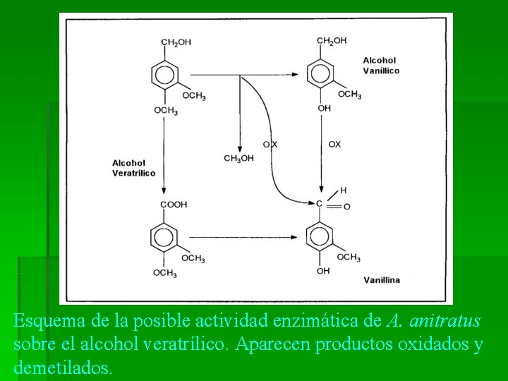 Esquema de la posible actividad enzimática de A. anitratus sobre el alcohol veratrílico. Aparecen