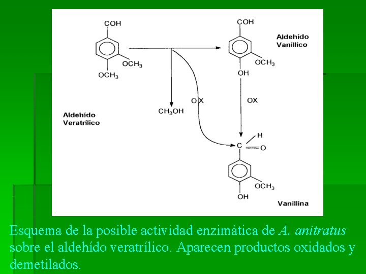 Esquema de la posible actividad enzimática de A. anitratus sobre el aldehído veratrílico. Aparecen