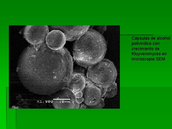 Cápsulas de alcohol polivinílico con crecimiento de Kluyveromyces en microscopia SEM 