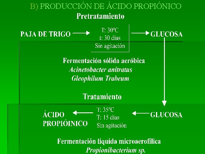 B) PRODUCCIÓN DE ÁCIDO PROPIÓNICO 