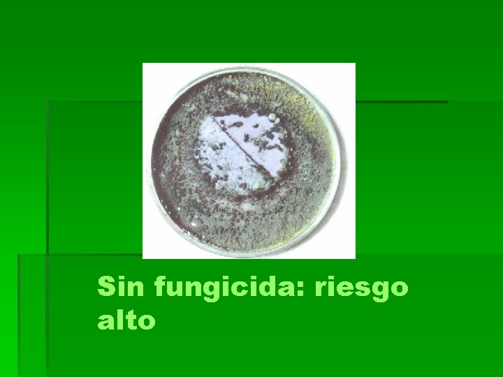 Sin fungicida: riesgo alto 