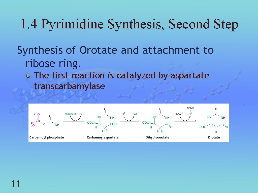 1. 4 Pyrimidine Synthesis, Second Step Synthesis of Orotate and attachment to ribose ring.