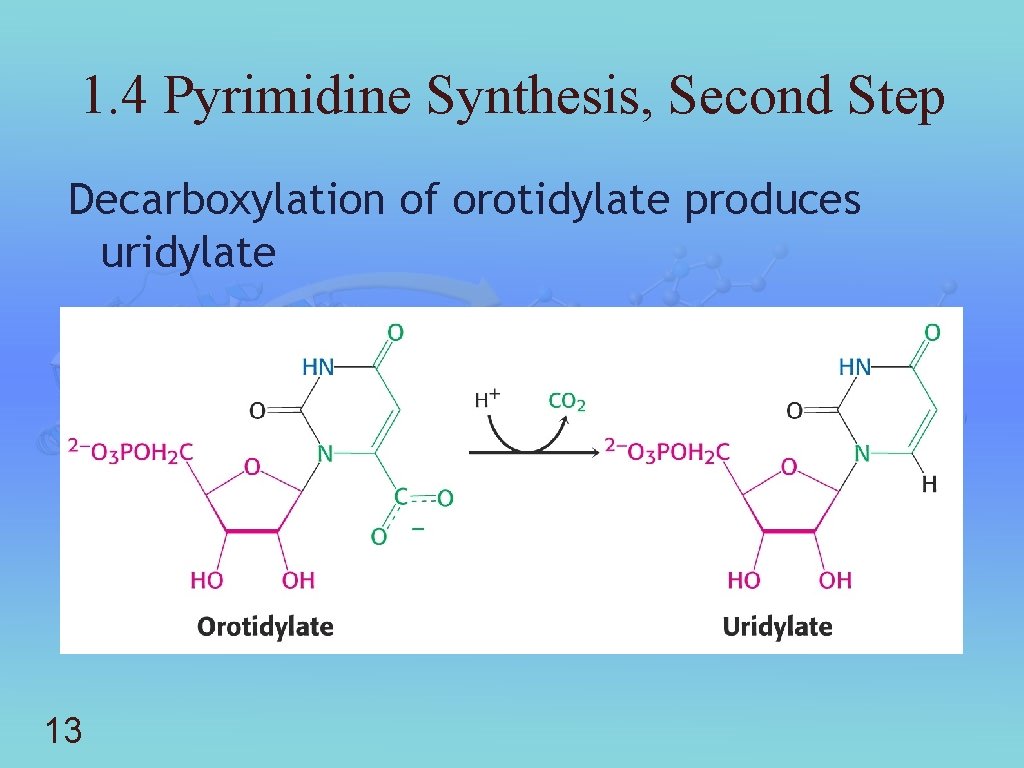 1. 4 Pyrimidine Synthesis, Second Step Decarboxylation of orotidylate produces uridylate 13 