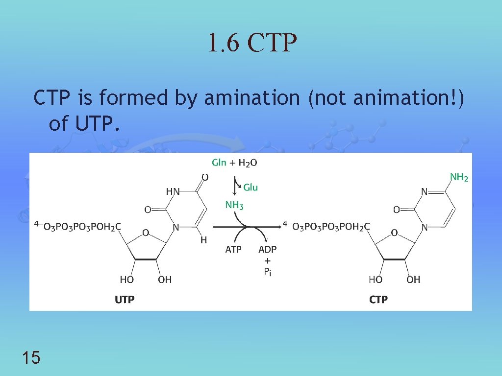 1. 6 CTP is formed by amination (not animation!) of UTP. 15 