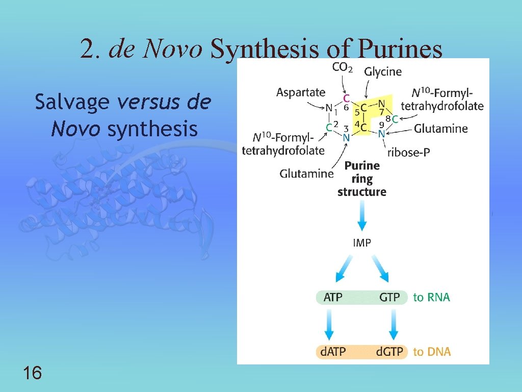 2. de Novo Synthesis of Purines Salvage versus de Novo synthesis 16 