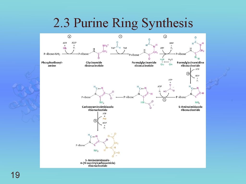 2. 3 Purine Ring Synthesis 19 