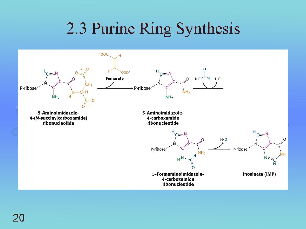 2. 3 Purine Ring Synthesis 20 