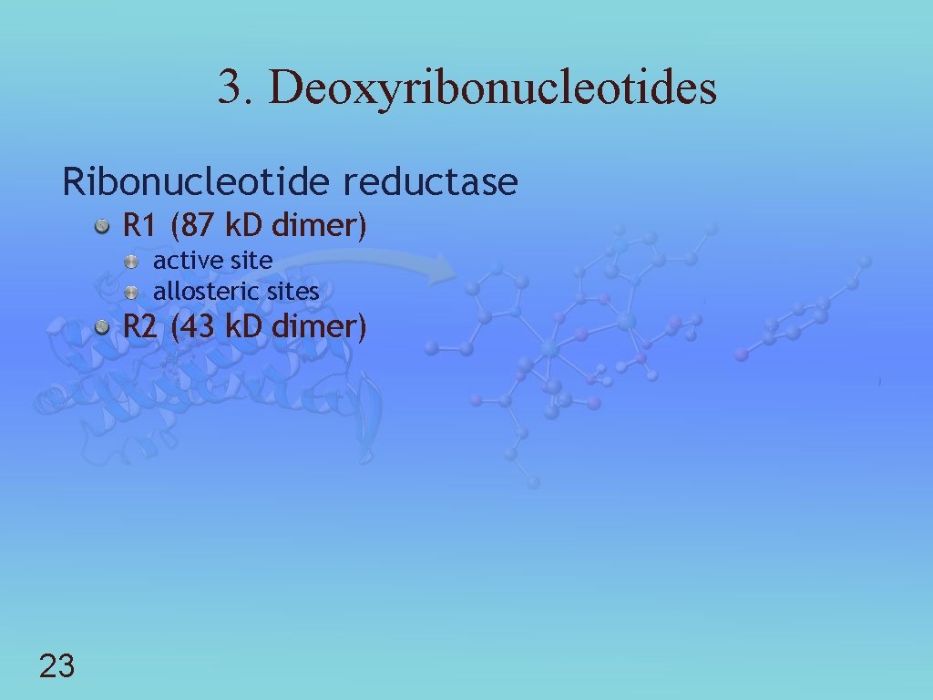 3. Deoxyribonucleotides Ribonucleotide reductase R 1 (87 k. D dimer) active site allosteric sites