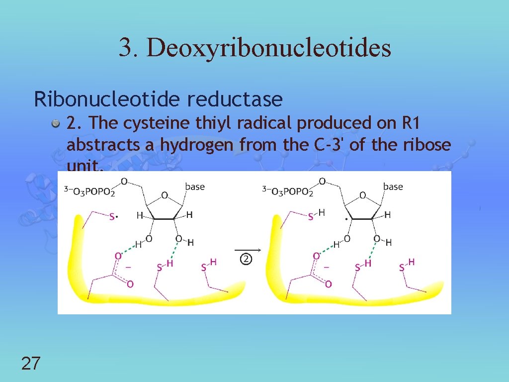 3. Deoxyribonucleotides Ribonucleotide reductase 2. The cysteine thiyl radical produced on R 1 abstracts