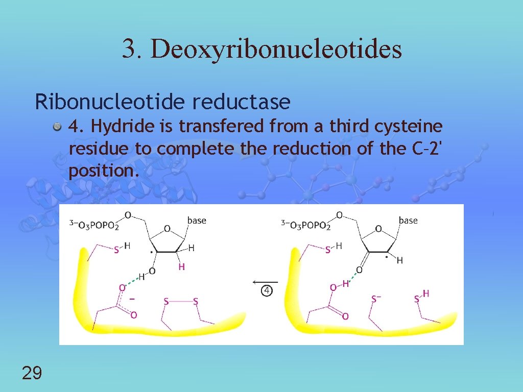 3. Deoxyribonucleotides Ribonucleotide reductase 4. Hydride is transfered from a third cysteine residue to