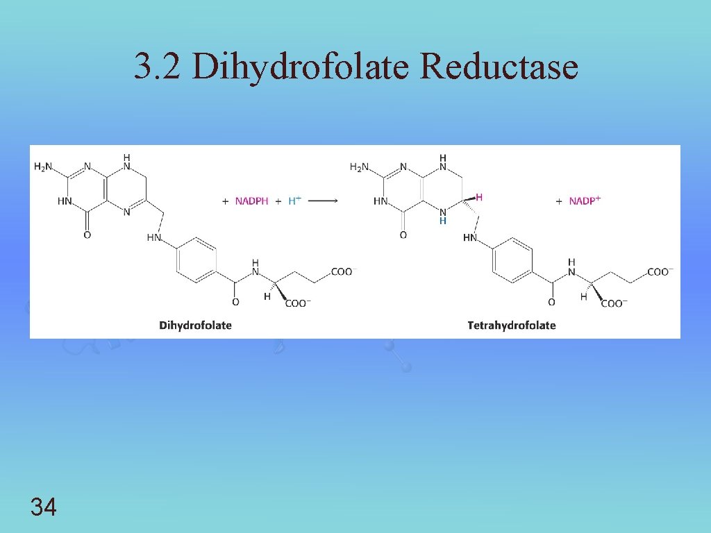 3. 2 Dihydrofolate Reductase 34 