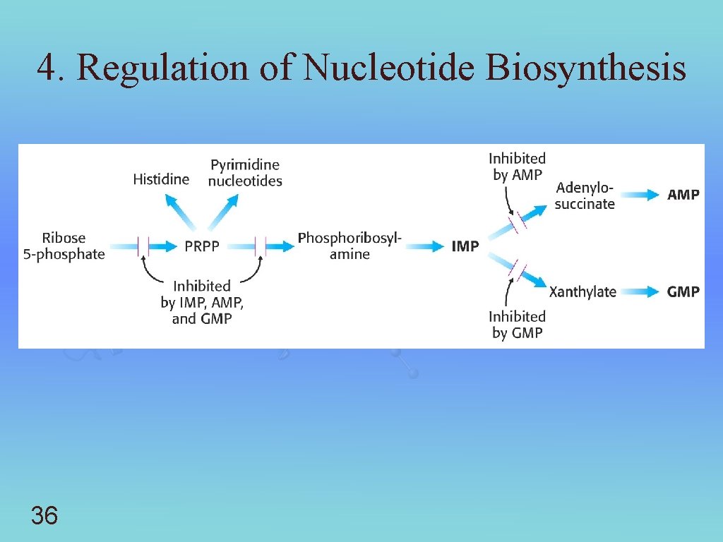 4. Regulation of Nucleotide Biosynthesis 36 