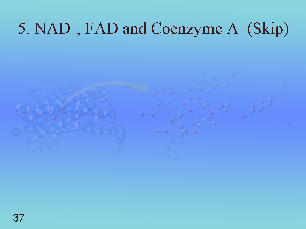 5. 37 + NAD , FAD and Coenzyme A (Skip) 