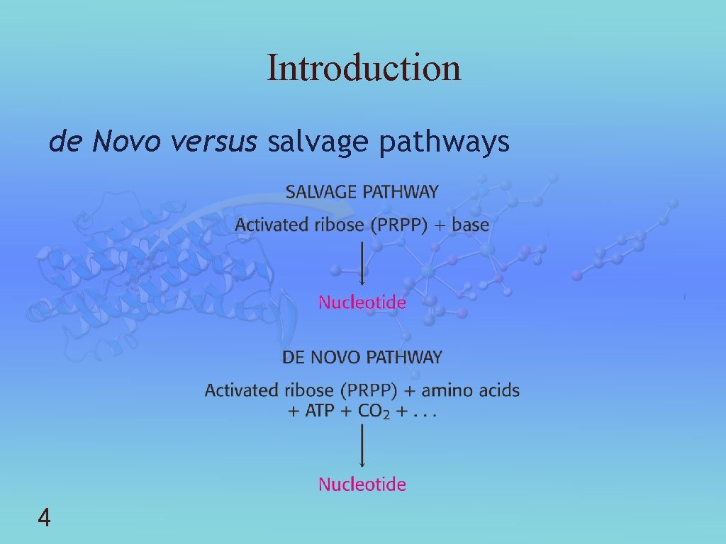 Introduction de Novo versus salvage pathways 4 