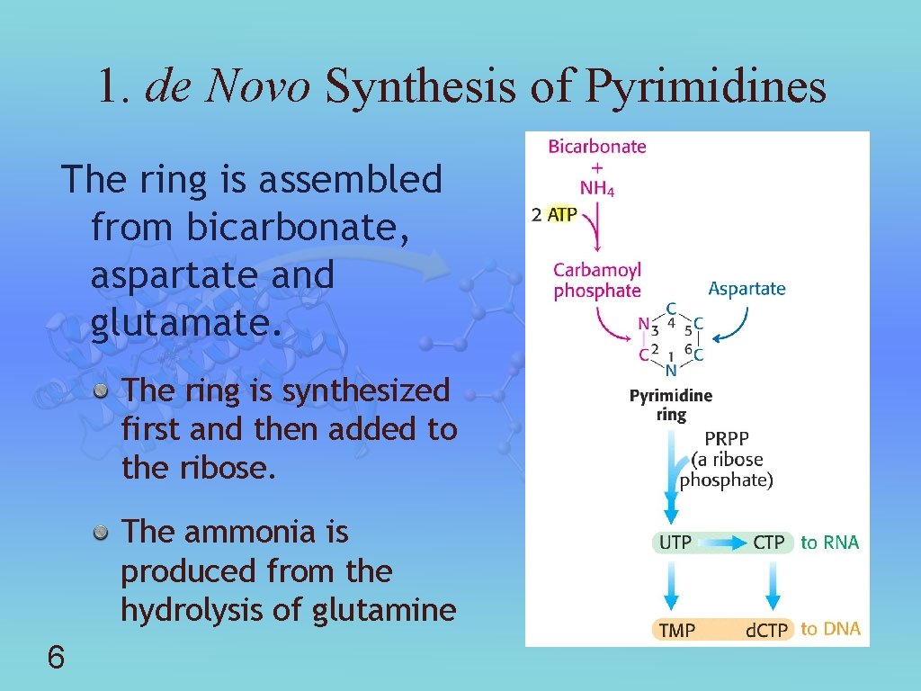 1. de Novo Synthesis of Pyrimidines The ring is assembled from bicarbonate, aspartate and