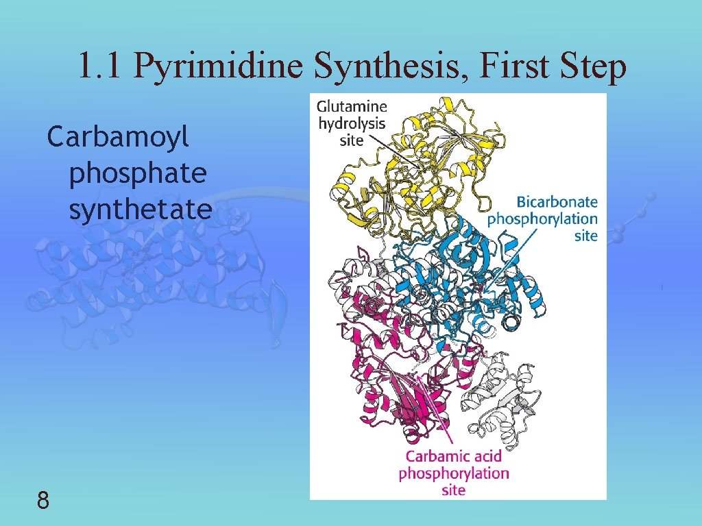 1. 1 Pyrimidine Synthesis, First Step Carbamoyl phosphate synthetate 8 