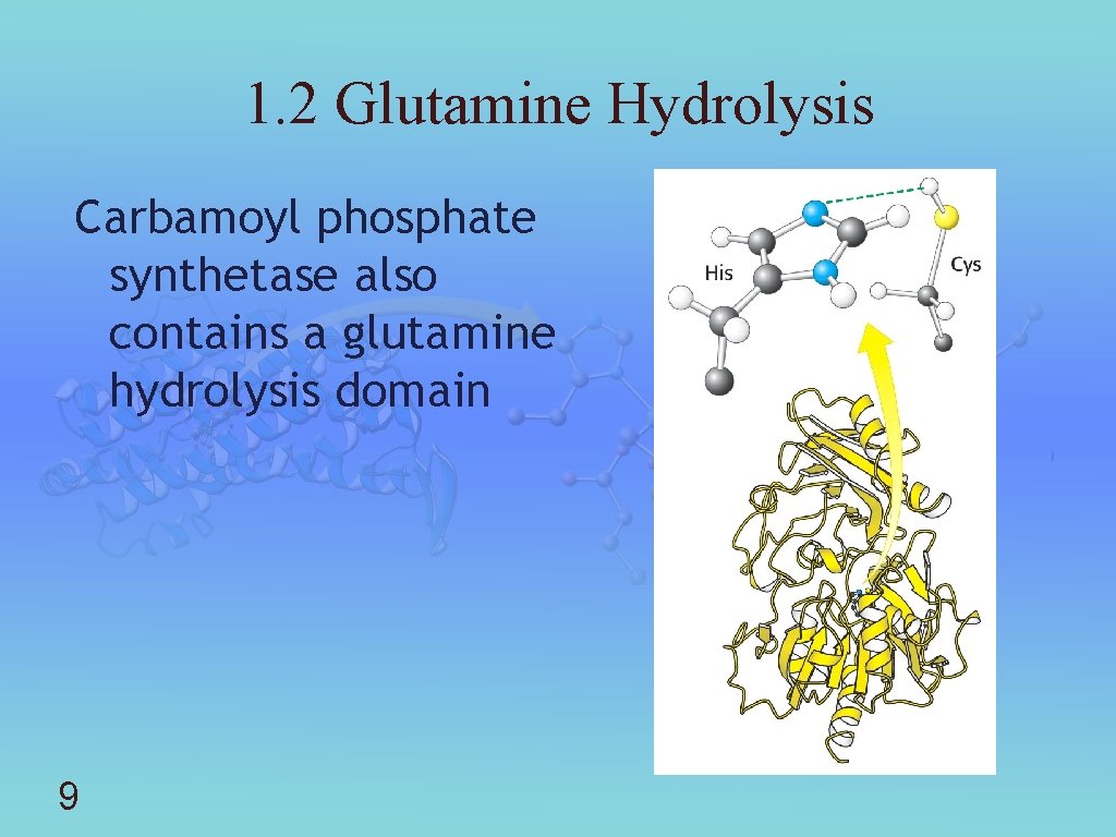 1. 2 Glutamine Hydrolysis Carbamoyl phosphate synthetase also contains a glutamine hydrolysis domain 9