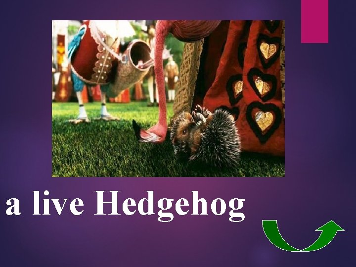 a live Hedgehog 