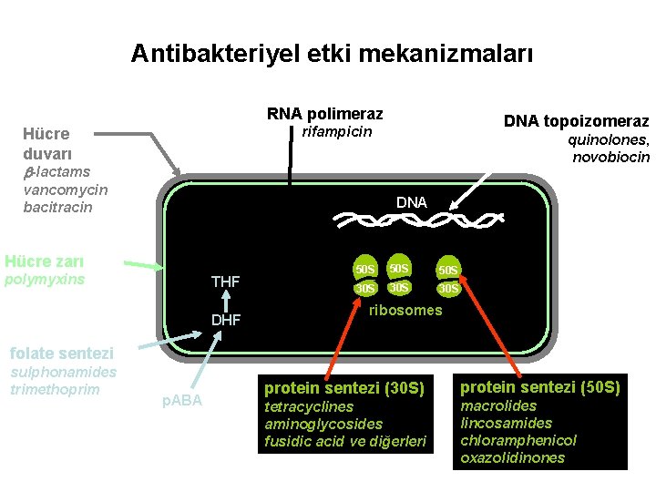 Antibakteriyel etki mekanizmaları RNA polimeraz DNA topoizomeraz rifampicin Hücre duvarı quinolones, novobiocin b-lactams vancomycin