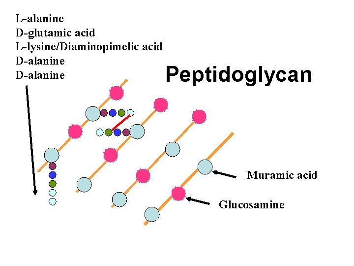L-alanine D-glutamic acid L-lysine/Diaminopimelic acid D-alanine Peptidoglycan Muramic acid Glucosamine 