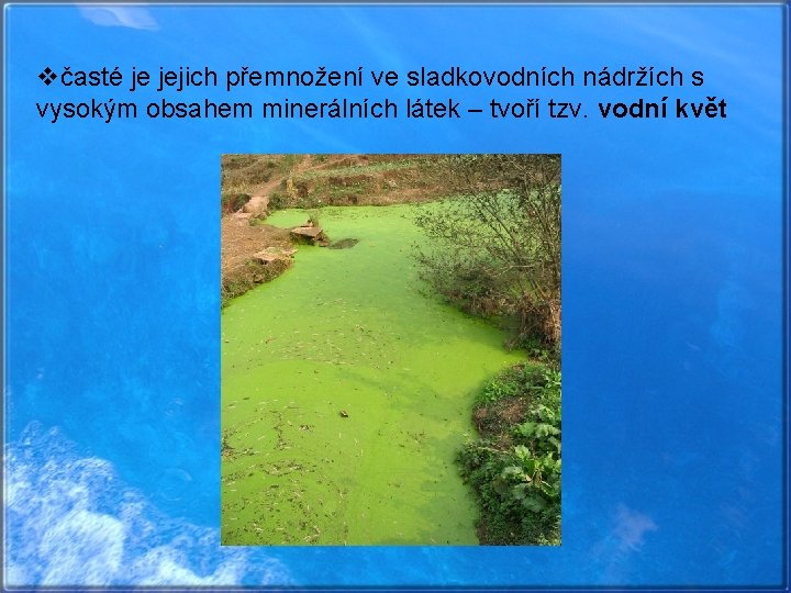 včasté je jejich přemnožení ve sladkovodních nádržích s vysokým obsahem minerálních látek – tvoří