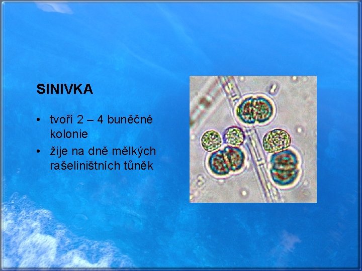 SINIVKA • tvoří 2 – 4 buněčné kolonie • žije na dně mělkých rašeliništních