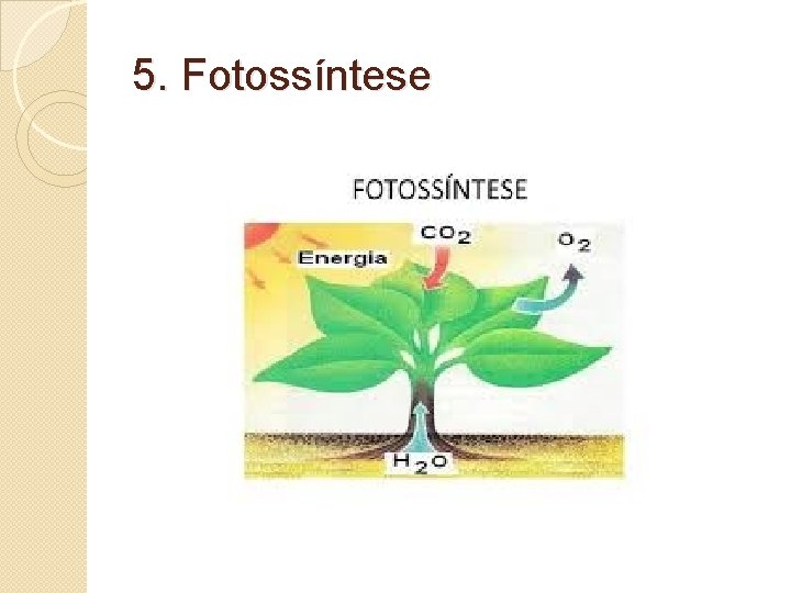 5. Fotossíntese 