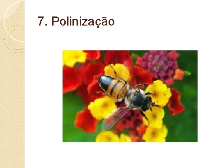 7. Polinização 