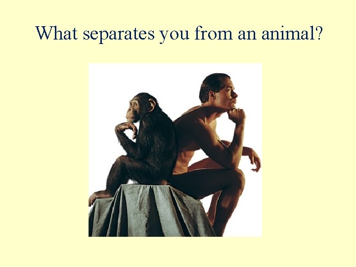 What separates you from an animal? 