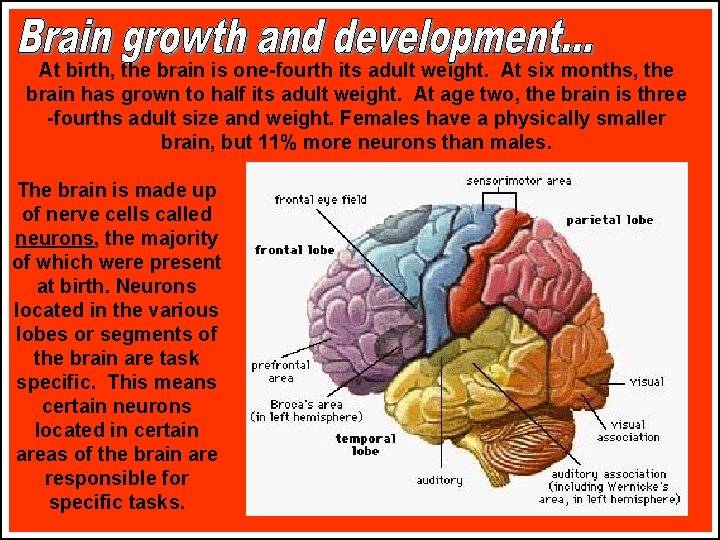 At birth, the brain is one-fourth its adult weight. At six months, the brain