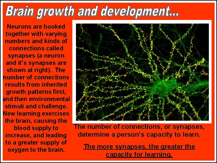 Neurons are hooked together with varying numbers and kinds of connections called synapses (a