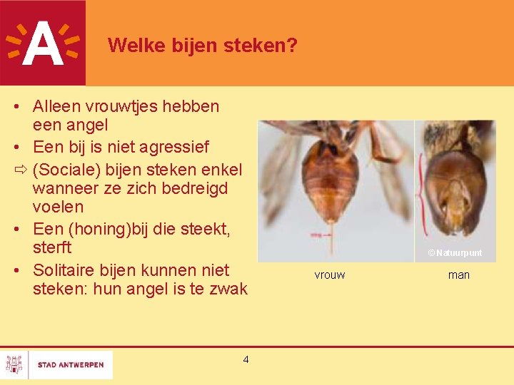 Welke bijen steken? • Alleen vrouwtjes hebben een angel • Een bij is niet