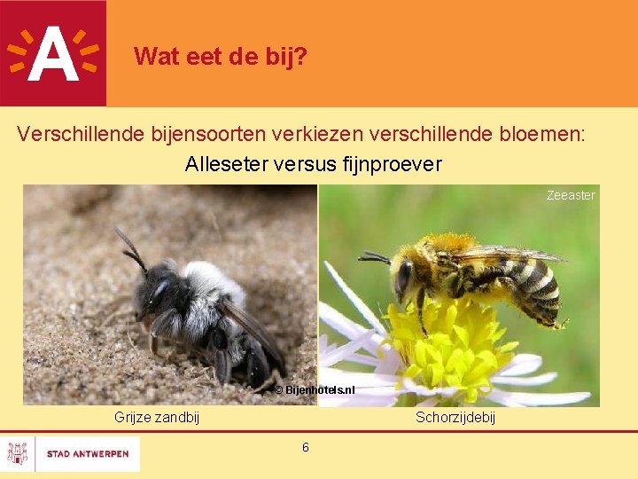 Wat eet de bij? Verschillende bijensoorten verkiezen verschillende bloemen: Alleseter versus fijnproever Zeeaster ©