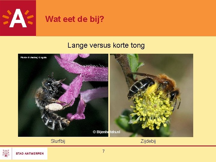 Wat eet de bij? Lange versus korte tong © Bijenhotels. nl Slurfbij Zijdebij 7