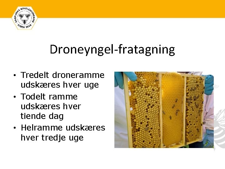 Droneyngel-fratagning • Tredelt droneramme udskæres hver uge • Todelt ramme udskæres hver tiende dag