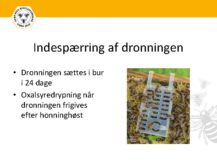 Indespærring af dronningen • Dronningen sættes i bur i 24 dage • Oxalsyredrypning når