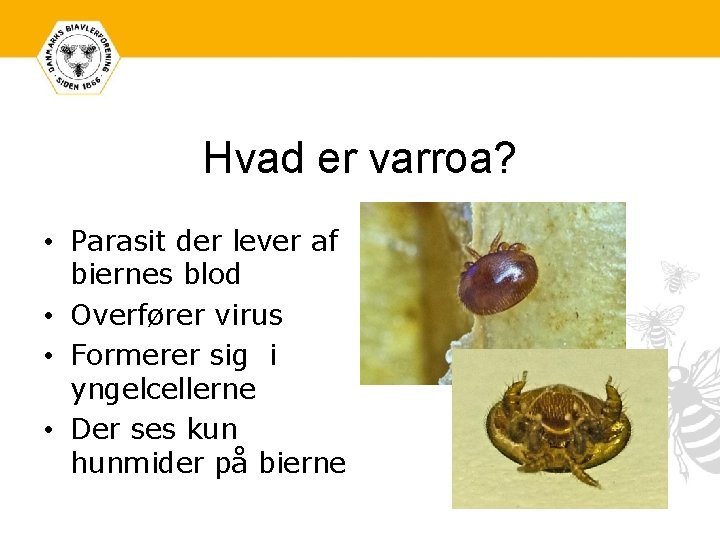 Hvad er varroa? • Parasit der lever af biernes blod • Overfører virus •