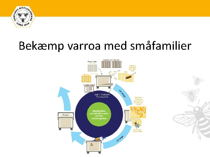Bekæmp varroa med småfamilier 