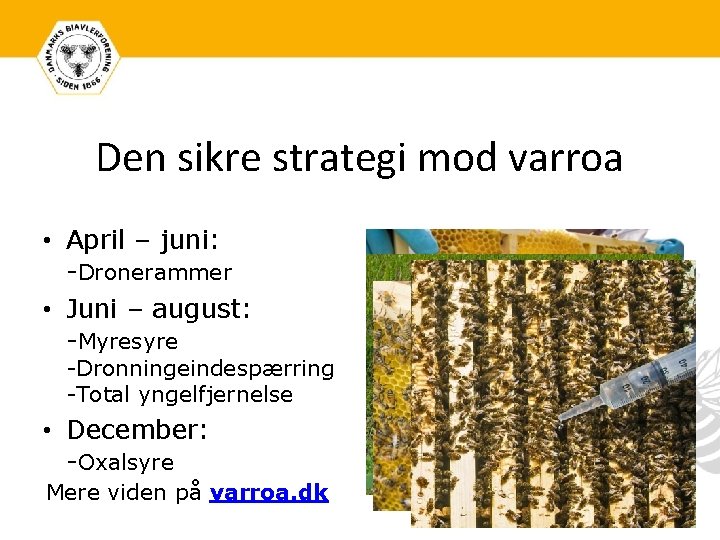 Den sikre strategi mod varroa • April – juni: -Dronerammer • Juni – august:
