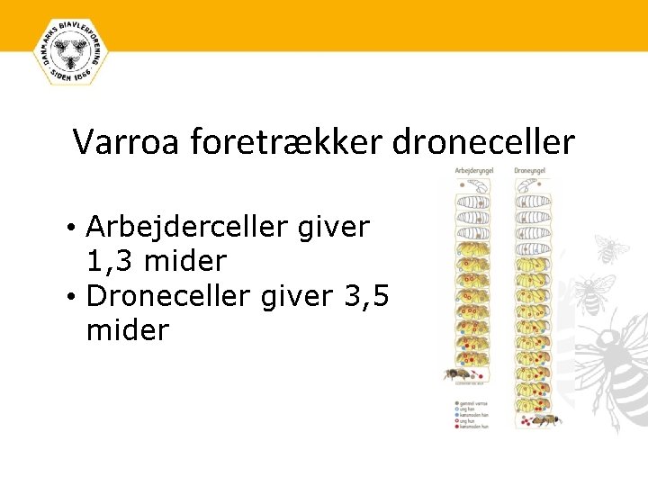 Varroa foretrækker droneceller • Arbejderceller giver 1, 3 mider • Droneceller giver 3, 5