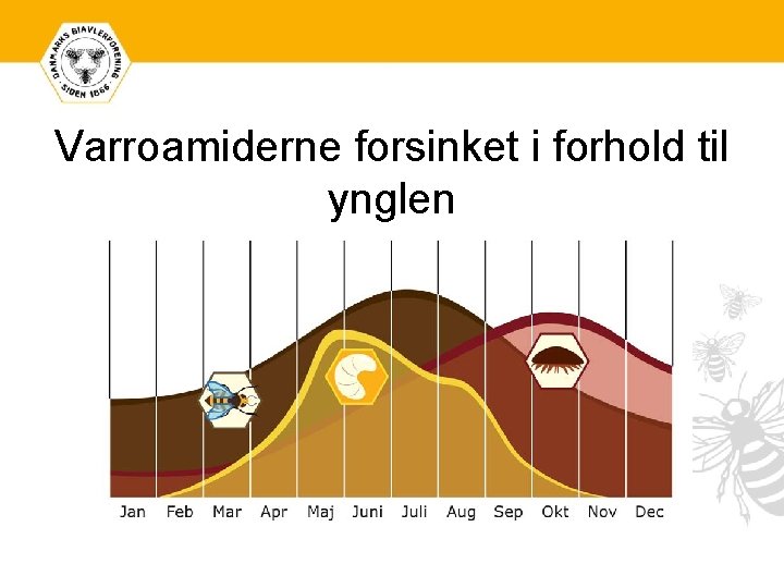 Varroamiderne forsinket i forhold til ynglen 