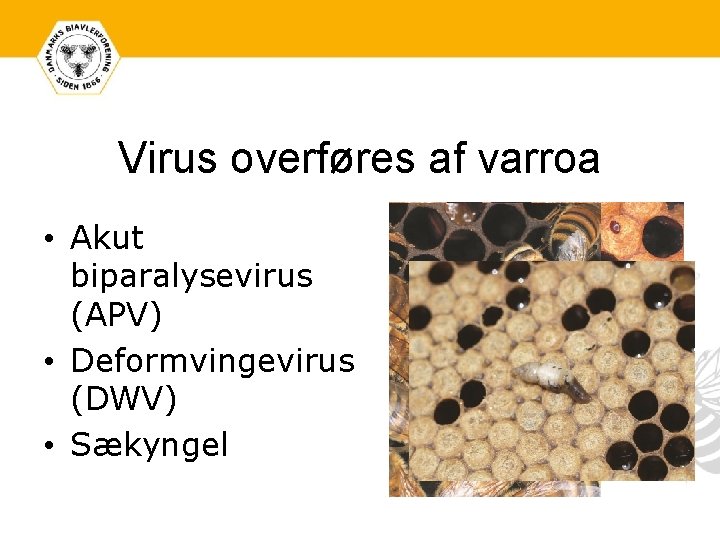 Virus overføres af varroa • Akut biparalysevirus (APV) • Deformvingevirus (DWV) • Sækyngel 