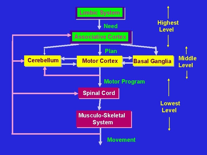 Limbic System Highest Level Need Associative Cortex Plan Cerebellum Motor Cortex Basal Ganglia Middle
