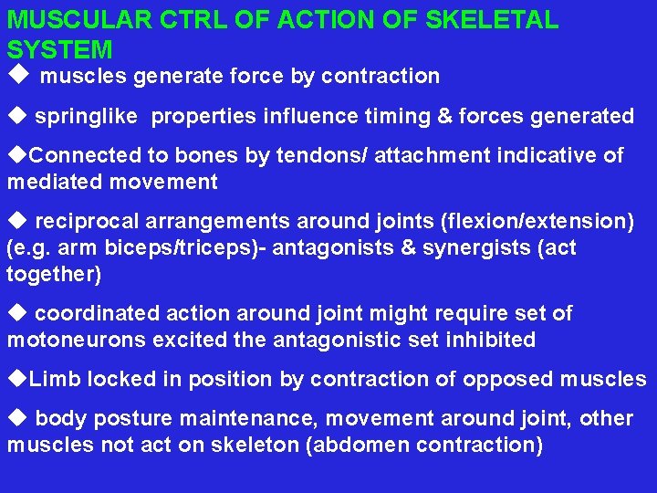 MUSCULAR CTRL OF ACTION OF SKELETAL SYSTEM u muscles generate force by contraction u