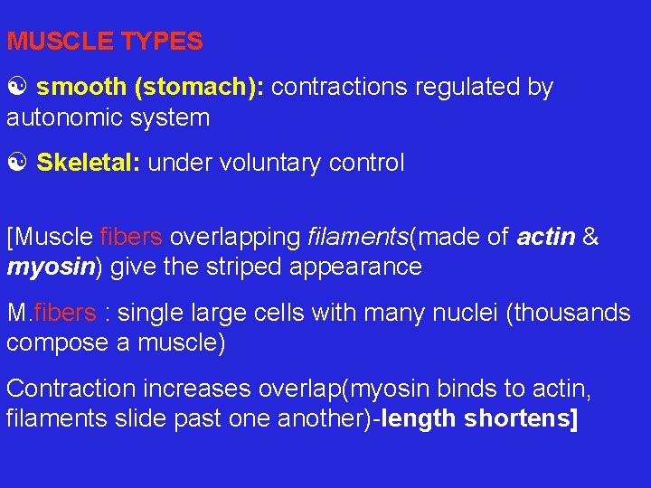 MUSCLE TYPES [ smooth (stomach): contractions regulated by autonomic system [ Skeletal: under voluntary